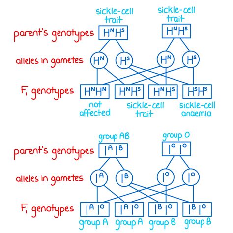 Codominance And Multiple Alleles Inheritance Ep 2 Zoë Huggett Tutorials