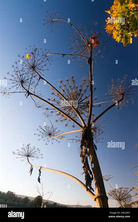 Giant Hogweed Heracleum Mantegazzianum Dried Stalks Of Plant And