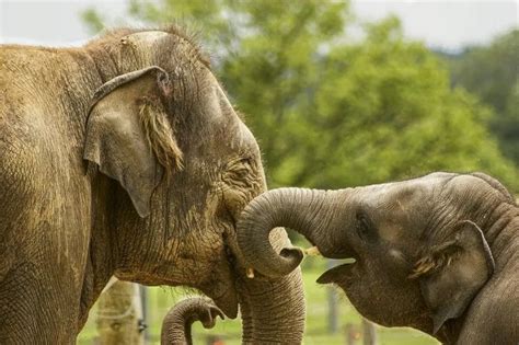 Do Elephants Have Emotions? • Support Wild