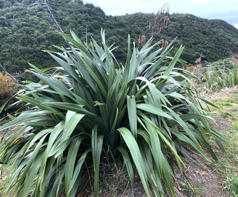 Flax - Cookianum Mountain Flax - Awapuni Nurseries