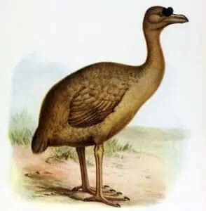 Flightless Birds Species Characteristics Fun Facts Nature Roamer