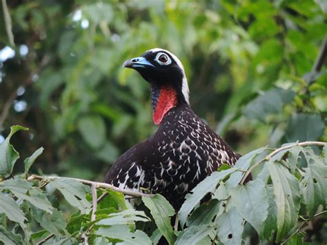 Foto Jacutinga Aburria Jacutinga Por Ricardo R Silva Wiki Aves A