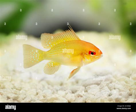 Aquarium Fish Golden Ram Dwarf Cichlid Mikrogeophagus Ramirezi