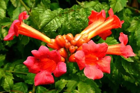 Campsis radicans - Red Trumpet Vine – Smart Seeds Emporium