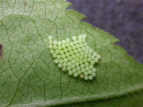 Butterfly Eggs Life Cycle Laying Hatching Identification More