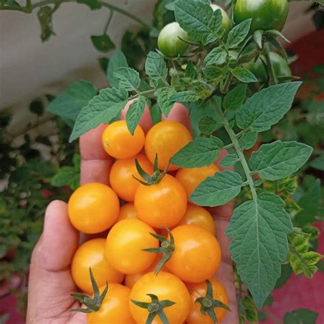 Yellow Cherry Tomato Seeds – Chilli Blossom Farm