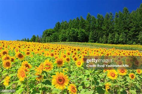 2,349 Red Sunflower Stock Photos, High-Res Pictures, and Images - Getty ...