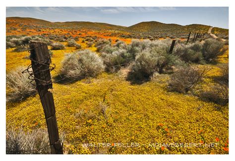 Goldfields Mojave Desert Wildflower Photo Desert Wildflowers