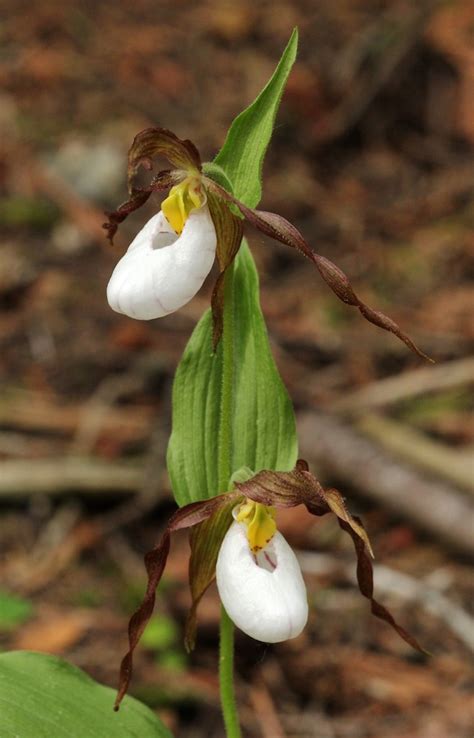 Identifying orchids in North Idaho – Naturally North Idaho