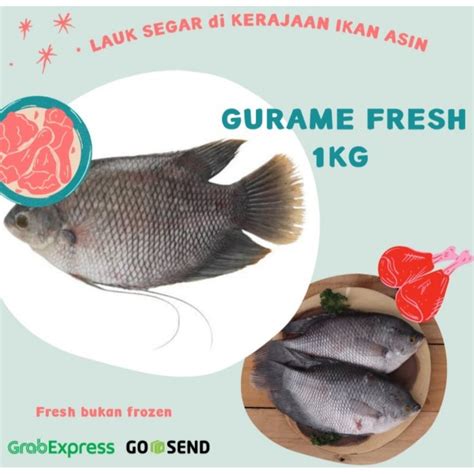 Jual Ikan Gurame Fresh Kg Shopee Indonesia