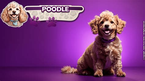 The Poodle A Comprehensive Guide Radio Power Strike The Innovation