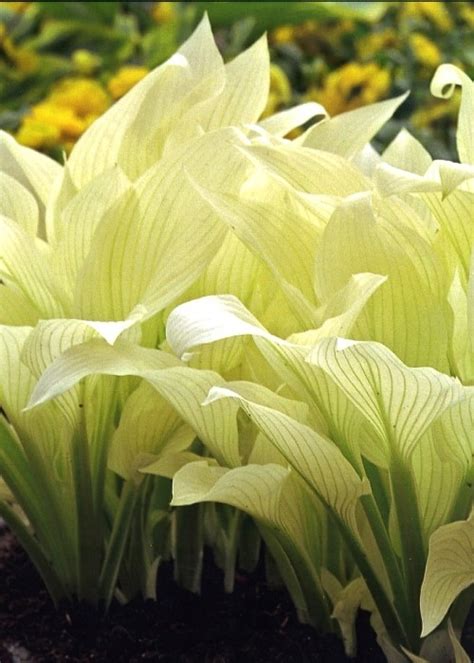 HOSTA FUNKIA BIAŁA WHITE FEATHER 1 szt gratis 11758385185