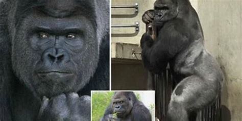 Shabani the Gorilla - World's Most Handsome Gorilla