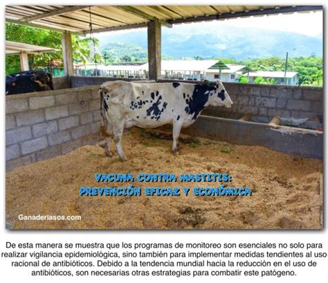 Vacuna Contra Mastitis PrevenciÓn Eficaz Y EconÓmica Ganaderia Sos