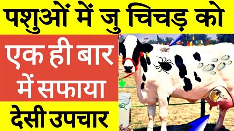 गायभैंस में जूॅ चिचडीकलनी का देसी ईलाजjuchichdi Ka Desihow To