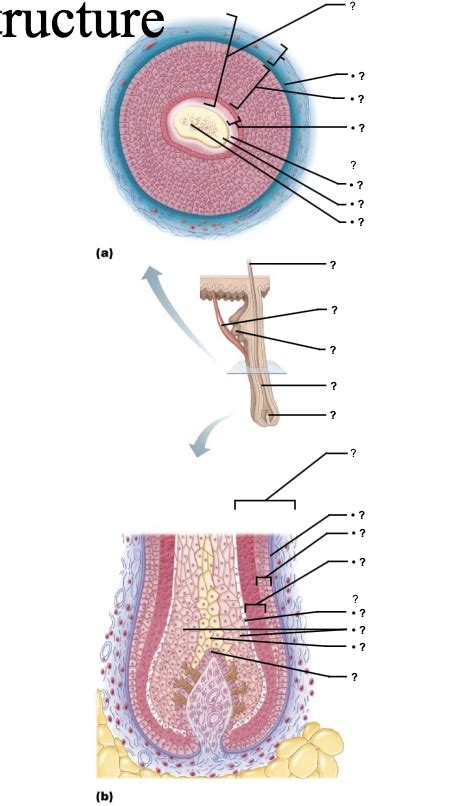 hair follicle structure diagram Diagram | Quizlet