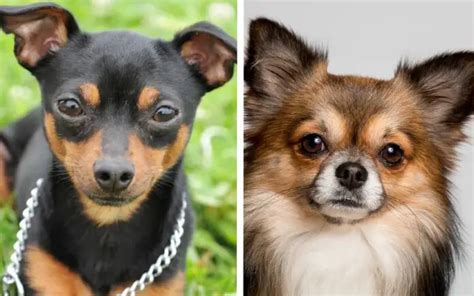 Diferen As Entre Pinscher E Chihuahua