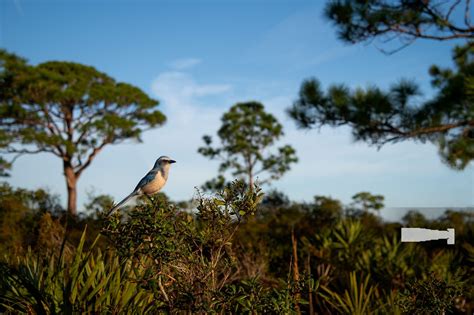 Florida Scrub Jay Habitat — Ray Hennessy Wildlife