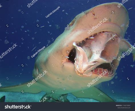 6,257 Shark Eat Fish Images, Stock Photos & Vectors | Shutterstock