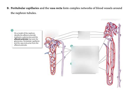 Nephron Tubules Diagram | Quizlet