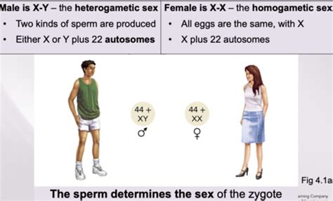 Sex Chromosomes X Linked Inheritance Flashcards Quizlet