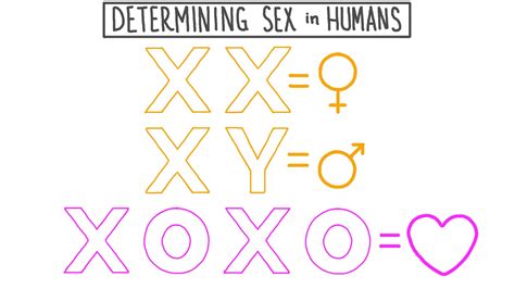 Lesson Video Determining Sex In Humans Nagwa