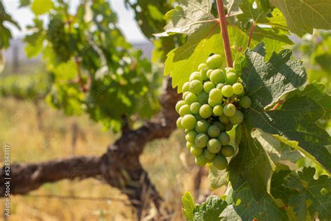 Racimo De Uvas En Viñedos Plantación Para El Cultivo De Uva Verde