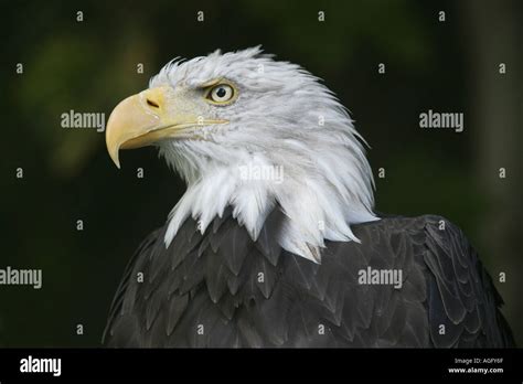 North American Bald Eagle Haliaeetus Leucocephalus Stock Photo Alamy