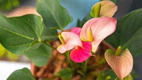 33 Beautiful Varieties of Anthurium