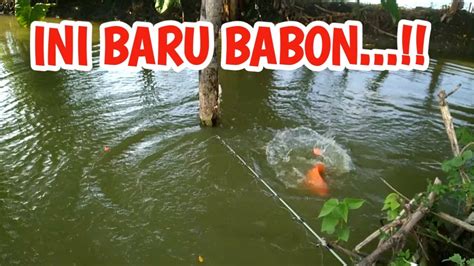 Tak Terduga Mancing Liar Di Sungai Ini Dapat Ikan Babon Di Spot