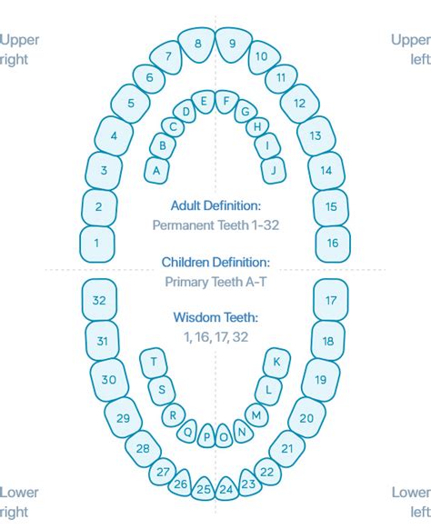 Glossary Of Dental Terms Dental Keywords Used In Dentist Marketing