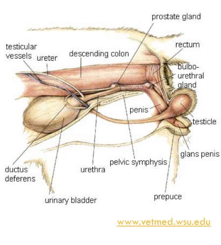 Male Repro Anatomy Flashcards Quizlet