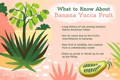 The Edible Fruit of Banana Yucca