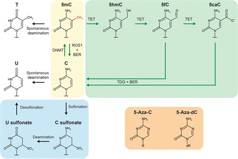 Active Dna Demethylation In Plants 20 Years Of Discovery And Beyond