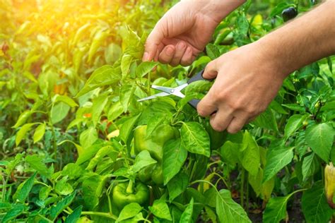 Cosecha Del Pimiento Huerto En Casa