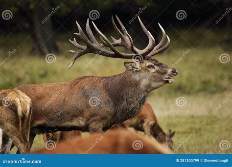 Red Deer Cervus Elaphus Stag Roaring During The Rutting Season