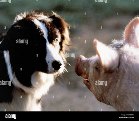 Babe Film Pig Stock Photos Babe Film Pig Stock Images Alamy