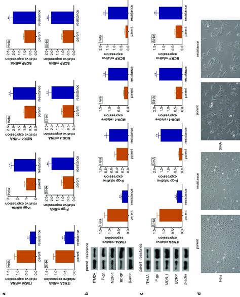 The Expression Of ITM2A Was Significantly Downregulated In