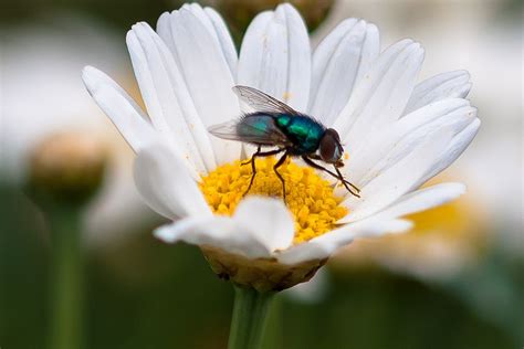 Daisy Fly Flower Free Photo On Pixabay Pixabay