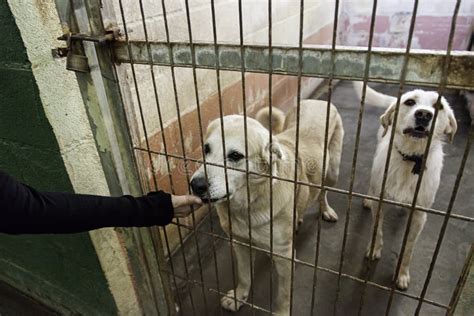 Caged and abandoned dogs stock photo. Image of home, fence - 93940306