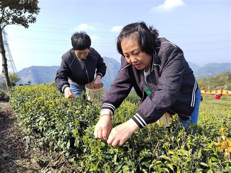 温岭高山生态茶园春色美 自助采茶催热“茶”经济 台州频道