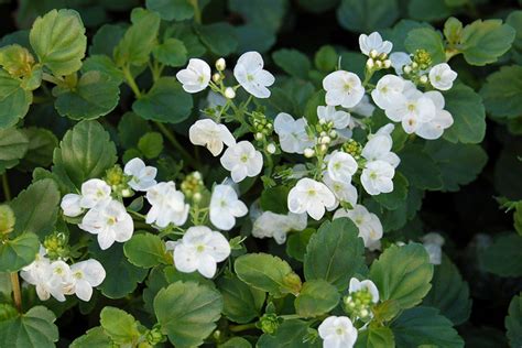 Veronica Whitewater A Creeping Perennial Groundcover Perfect For