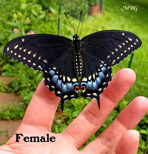 The Female Eastern Black Swallowtail Has Less Yellow And More Blue