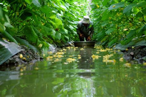 Vietnamese Farmer Harvest Vietnam Onion Farm Editorial Photo Image Of