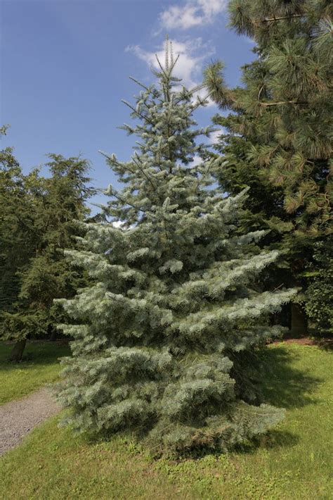 White Fir Tree Topics