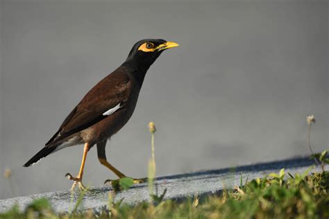 Myna Bird Range