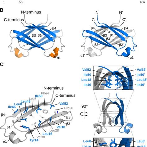 Structure Of The Ebna N Terminal Dimerization End Domain Schematic