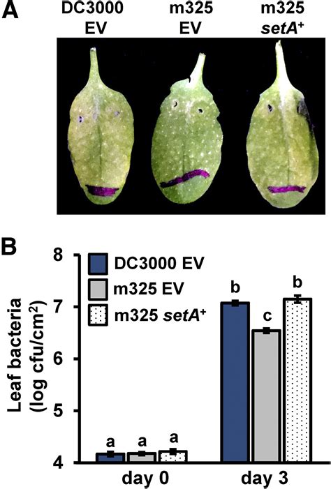 A Deor Type Transcription Regulator Is Required For Sugar Induced