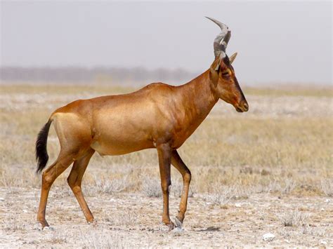 Hartebeest | Animal Kingdom