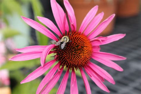 Attracting Bees To Your Garden